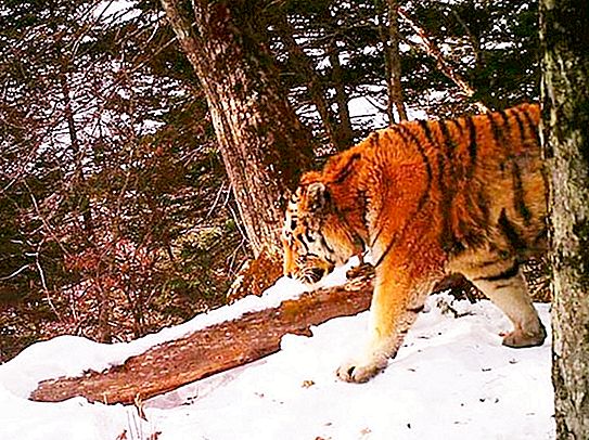 Atypické chování tygra Amur: alfa samec Tikhon přišel k pohraniční stráži a požádal o pomoc
