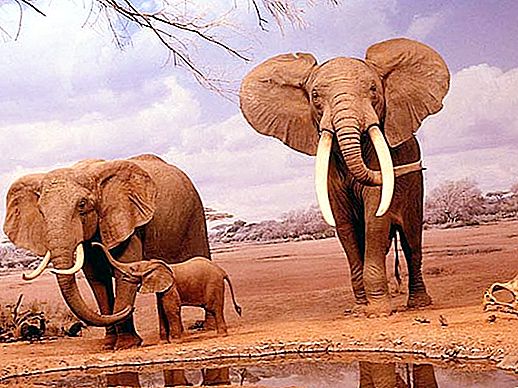 Защо слонът има големи уши и защо имат нужда от това?