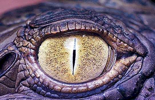 Das größte Krokodil lebte auf den Philippinen