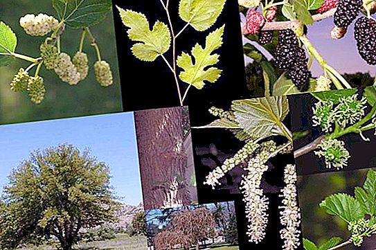 Mulberry lähiöissä: lajikkeet ja niiden kuvaukset