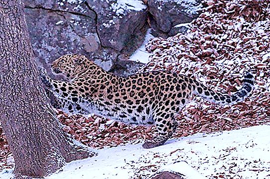 Tourists from India and Monaco photographed a rare leopard in Primorye