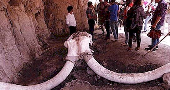 Sisa-sisa mammoth berbulu berusia 15.000 tahun ditemukan di perangkap Meksiko