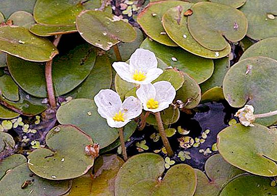 Katak air katak: deskripsi tanaman dan perawatan