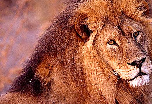 African lion: paglalarawan at larawan