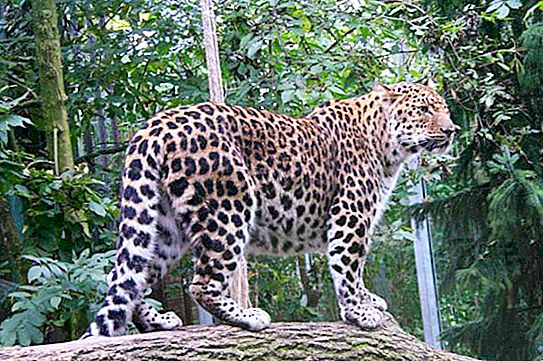 Amur leopard Far Eastern: الوصف ، الصورة