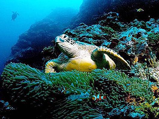 What is famous for the green sea turtle?