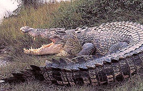 Kæmpe krokodille Den største krokodille i verden