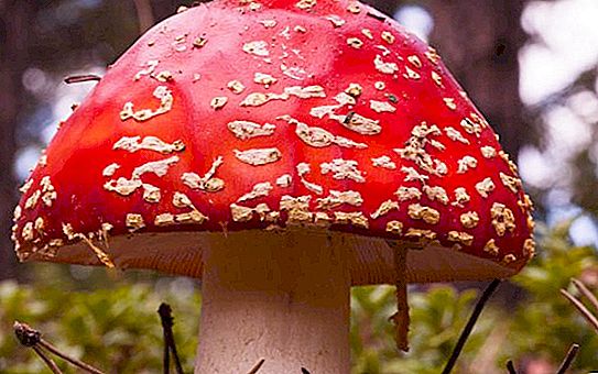 Jak rozlišit mezi druhy jedlých a nejedlých hub. Jak vařit houby