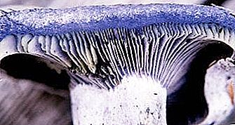 What and why do mushrooms on the cut turn blue?