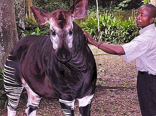 Dwerggiraffen - Okapi