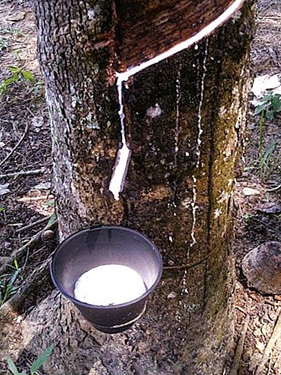עץ גומי - מקור לטקס ועץ איכותי