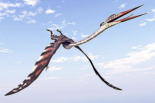 Flying lizards - description, types, history and interesting facts