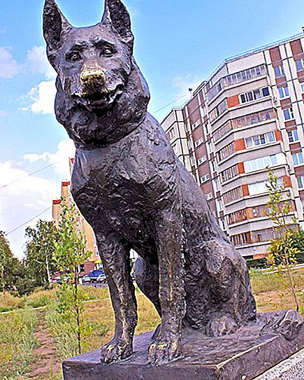 Een gewone hond uit Tolyatti die mensen ware liefde en toewijding leerde