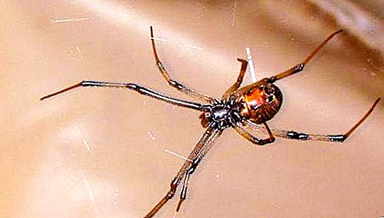Popis, fotografie, životní styl pavouka poustevníka
