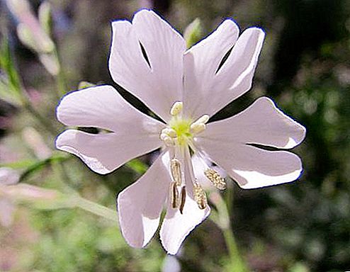 Les flors més rares del món: descripció i foto (Top-15)