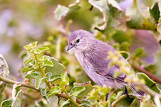 Gray warbler: description, habitat, breeding and keeping at home