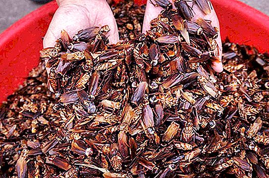 Bir hamamböceğinin kaç bacağı vardır? Hamamböceği türleri: isimler, fotoğraflar, yapı