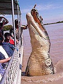 Quanto pesa un coccodrillo? Il coccodrillo più piccolo e più grande. Quanti coccodrilli vivono