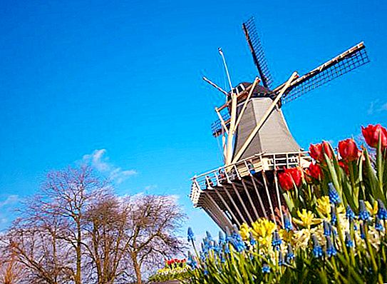 A tulipánok országa Hollandia. Tulipán ország Európában