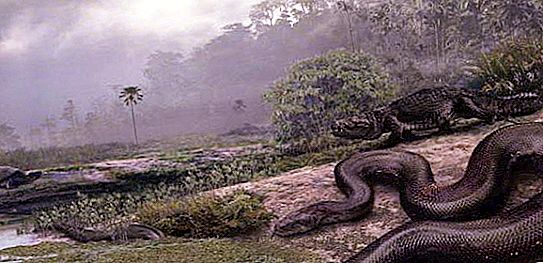 Cobra Titanoboa - uma bisavó gigante de uma jibóia moderna