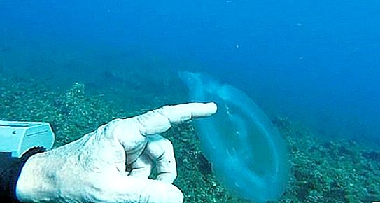 Den 61 år gamle dykkeren møtte en uvanlig gjennomsiktig skapning mens han svømte og til og med rørte ved ham