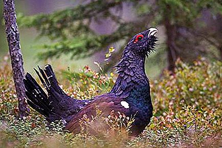 What does a capercaillie eat? Capercaillie (bird): photo and description