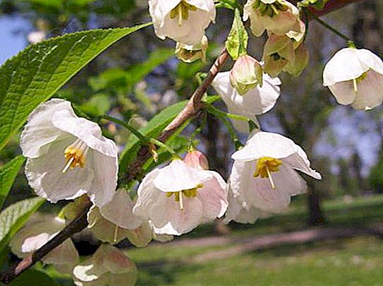 Maiglöckchenbaum: Beschreibung, Pflanzen, Wachsen, Bewertungen