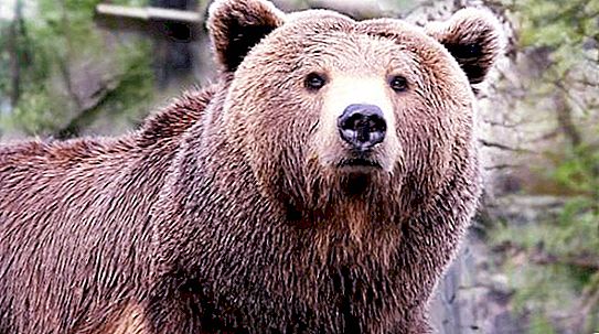 야생 동물. 식인종 곰