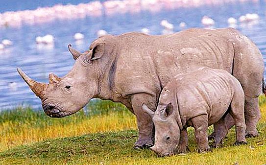Var noshörningar bor, och vilken art de är