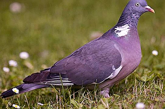 Pigeon Witten. Wild Forest Pigeon Wahir: Description