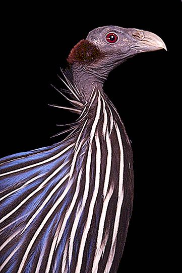 ハゲタカホロホロ鳥：説明、ライフスタイル、写真