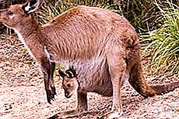 A kenguru, a koala és a wombats Ausztrália csodálatos erszényes állata