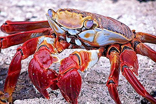 Raudonasis krabas: nuotrauka, rūšis, aprašymas
