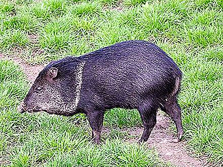 거친 돼지는 빵 굽는 사람입니다. 사향 돼지-제빵사의 멧돼지의 이름