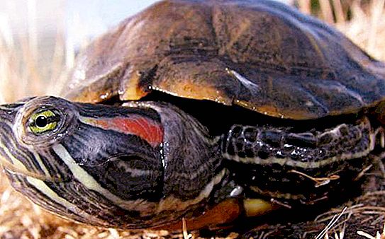 Haiwan peliharaan yang luar biasa: kura-kura red-eared. Berapakah haiwan ini tanpa air?