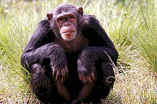 Apes regnskog. Største tropiske ape