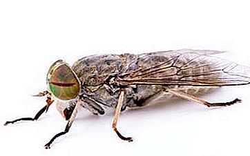 Gadfly е насекомо с характер!