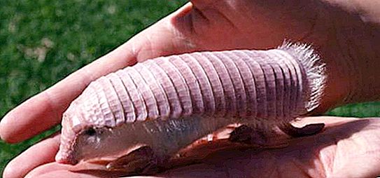 The Cloaked Armadillo หรือ Fairy Pink Pink