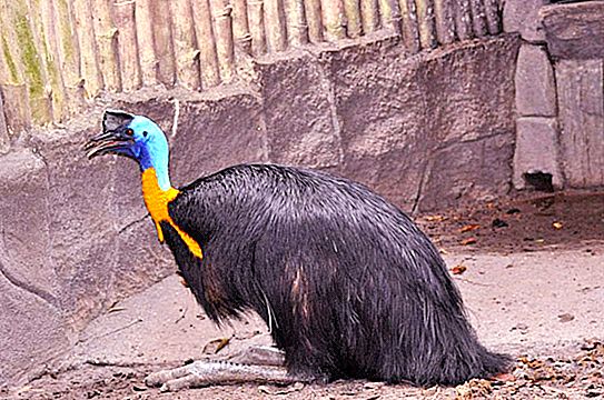 Hjälm cassowary fågel: foto med beskrivning