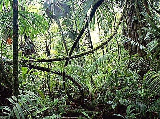 Amazones augi un dzīvnieki