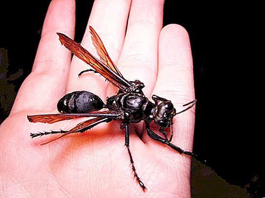 Největší hmyz na světě: foto