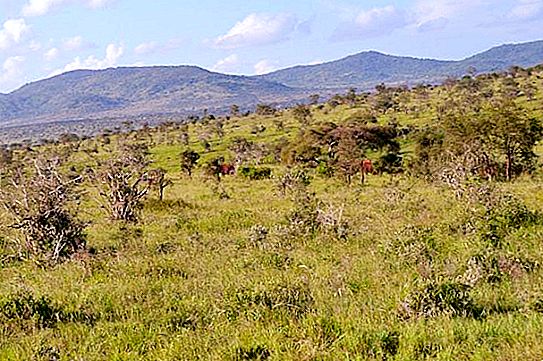Σαβάνα και δάση: χαρακτηριστικά της φυσικής ζώνης
