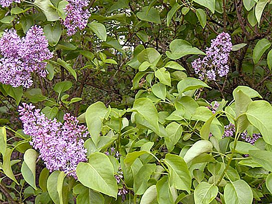 Common lilac - useful properties, description and interesting facts