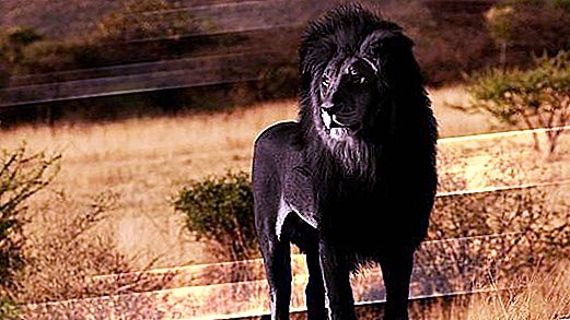 Amazing cats: black lions