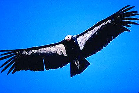 Prédateur majestueux: oiseau condor