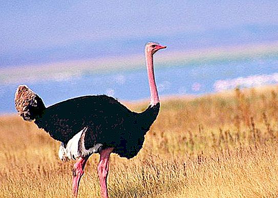 Do you know how much an ostrich weighs?