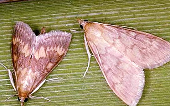 Moth fjärilar: funktioner i förekomsten av varje art