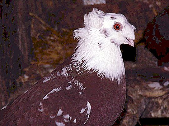 Blagodarnenskie гълъби: описание на породата, снимка