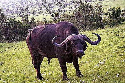 What is interesting about water buffalo?