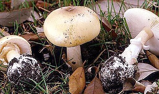 Jaké je nebezpečí bílé houby muchomůrky?
